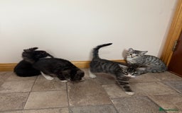 Mixed Breed cats for sale: Kittens for sale  - Image 4
