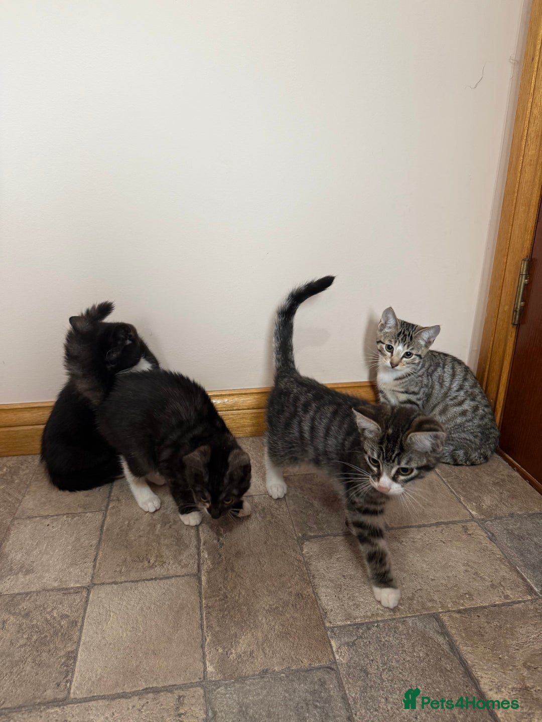 Mixed Breed cats for sale: Kittens for sale  - Image 4