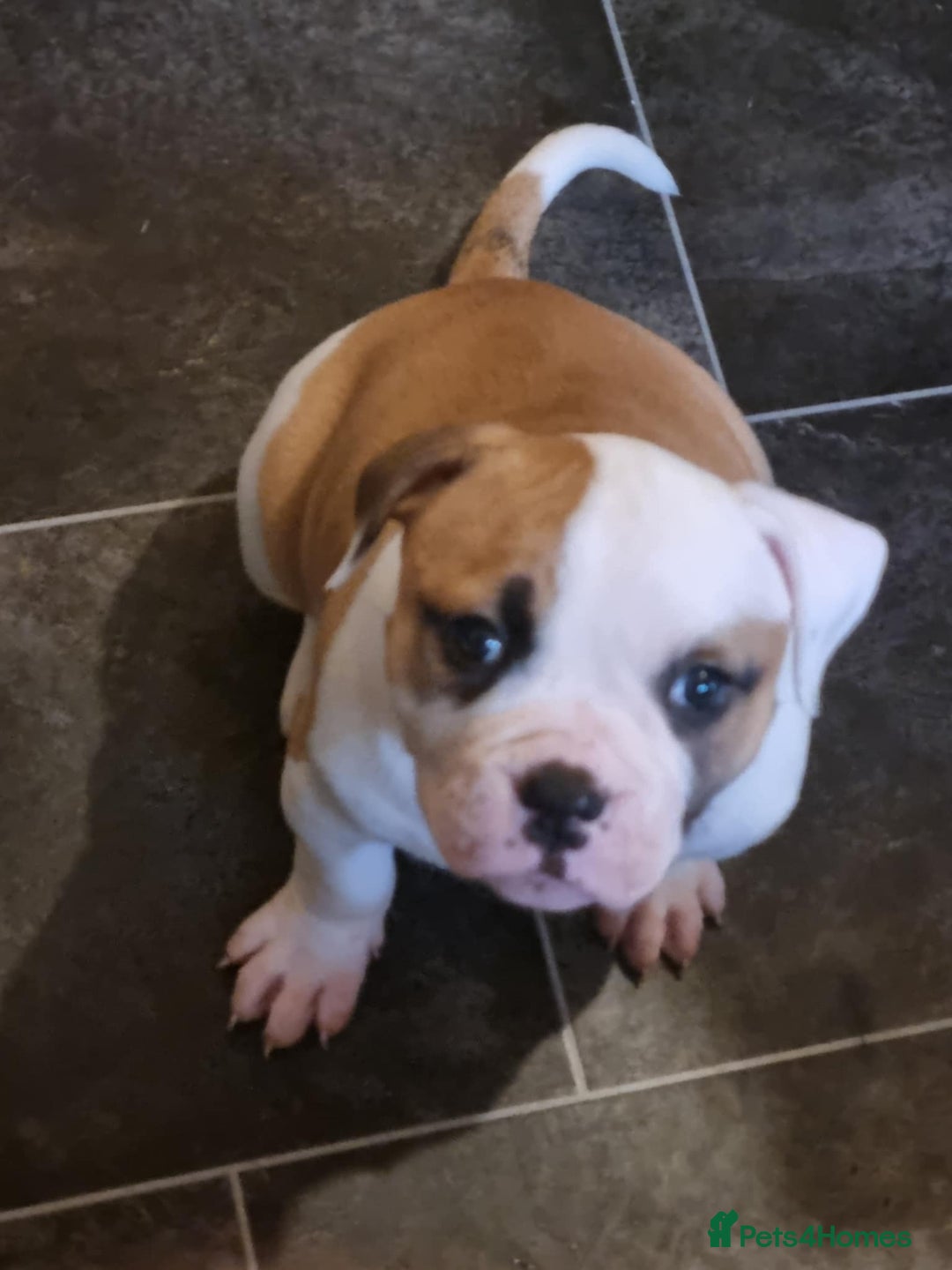 American Bulldog dogs for sale: American bulldog puppy female - Image 4