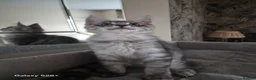 Maine Coon cats for sale: PROUDLY LICENSED, FULLY REGISTERED CATTERY!!  - Advert 12