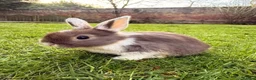 Mixed Breed rabbits for sale: Baby Bunnies! (Ready to Go Home!) - Advert 1