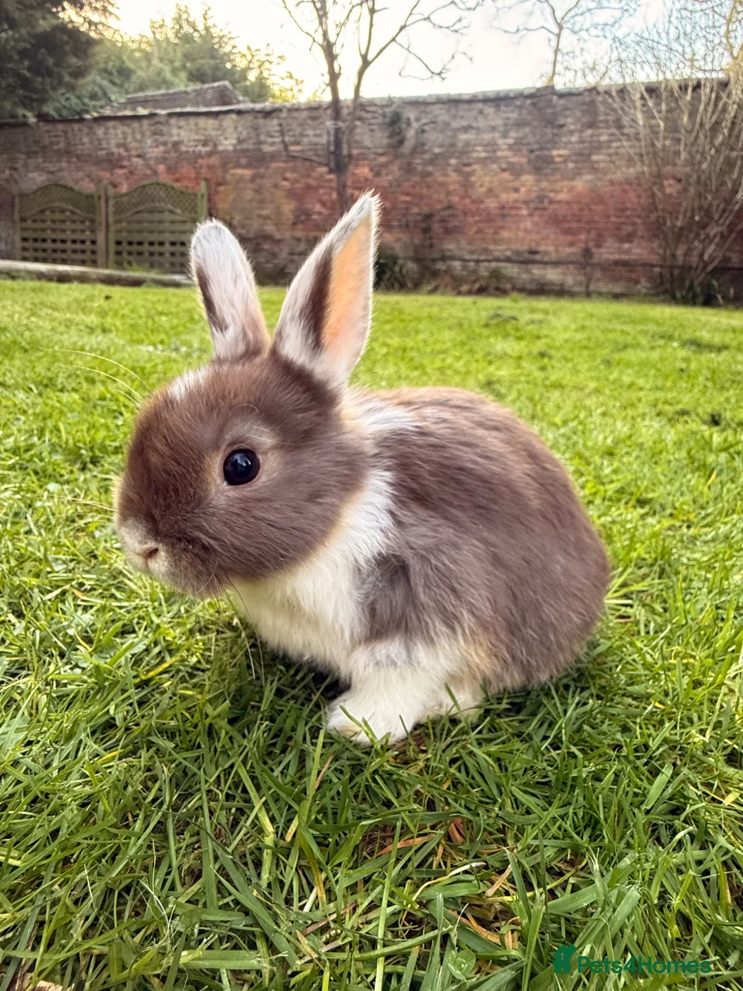 Mixed Breed rabbits for sale: Baby Bunnies! (Ready to Go Home!) - Advert 1