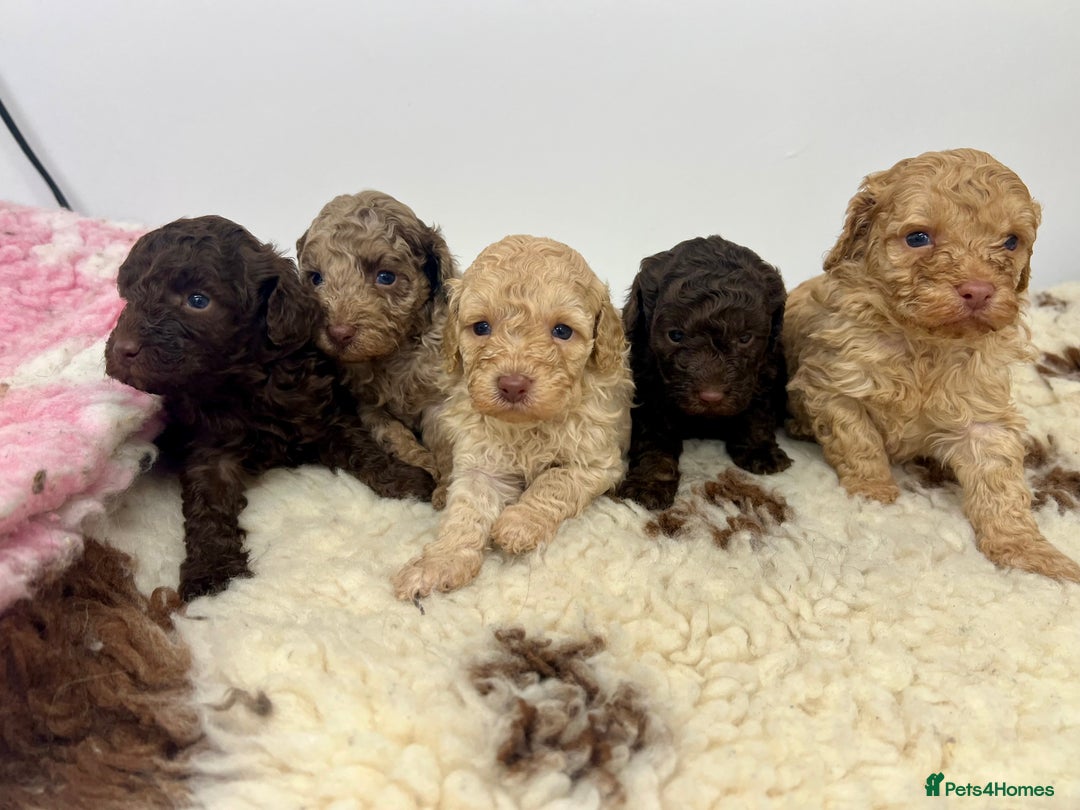 Toy Poodle dogs for sale: ** Beautiful, Healthy Toy Poodles ** - Advert 1
