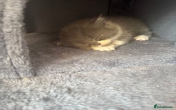 British Longhair cats for sale: Beautiful British long hair kittens  - Image 6