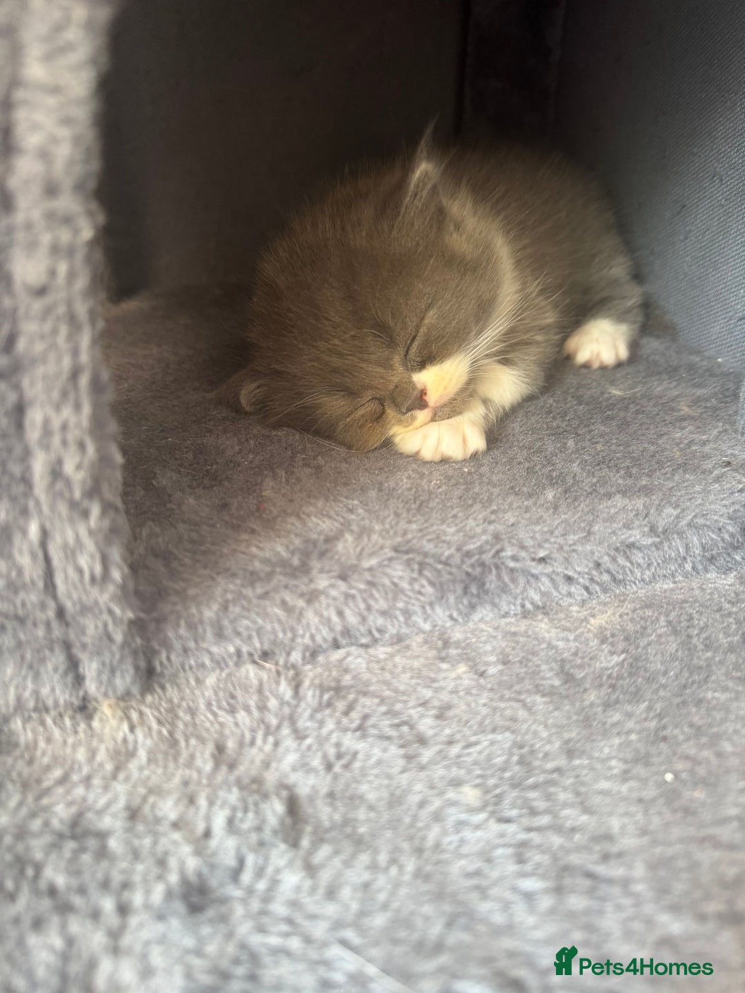 British Longhair cats for sale: Beautiful British long hair kittens  - Image 6