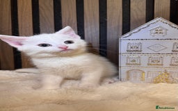 British Shorthair cats for sale: 🎃The Jack Frost Litter–Frost & Pumpkin Whiskers❄️ - Image 30