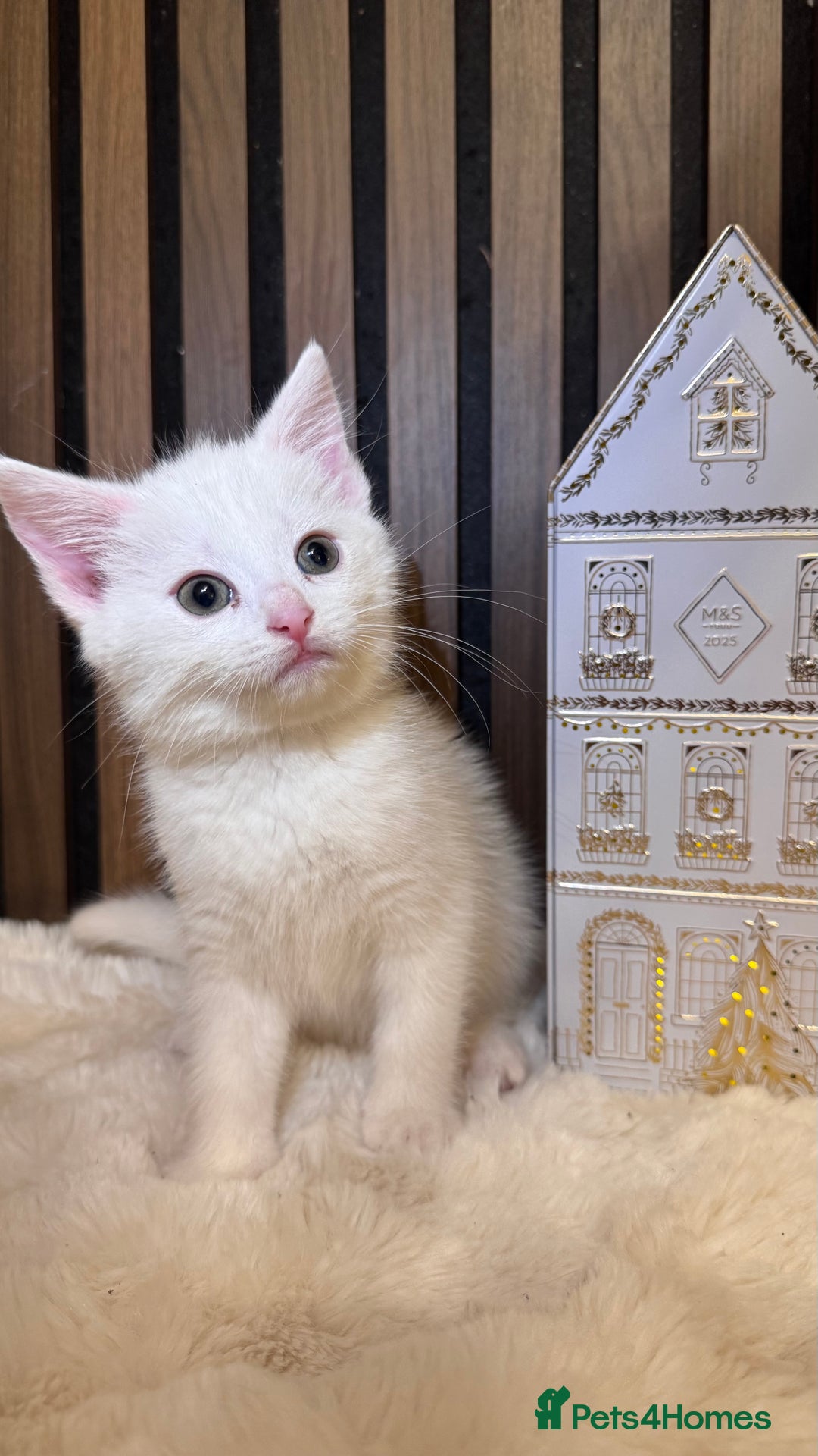 British Shorthair cats for sale: 🎃The Jack Frost Litter–Frost & Pumpkin Whiskers❄️ - Image 30