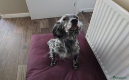 English Setter dogs for sale: Dexter - Image 3
