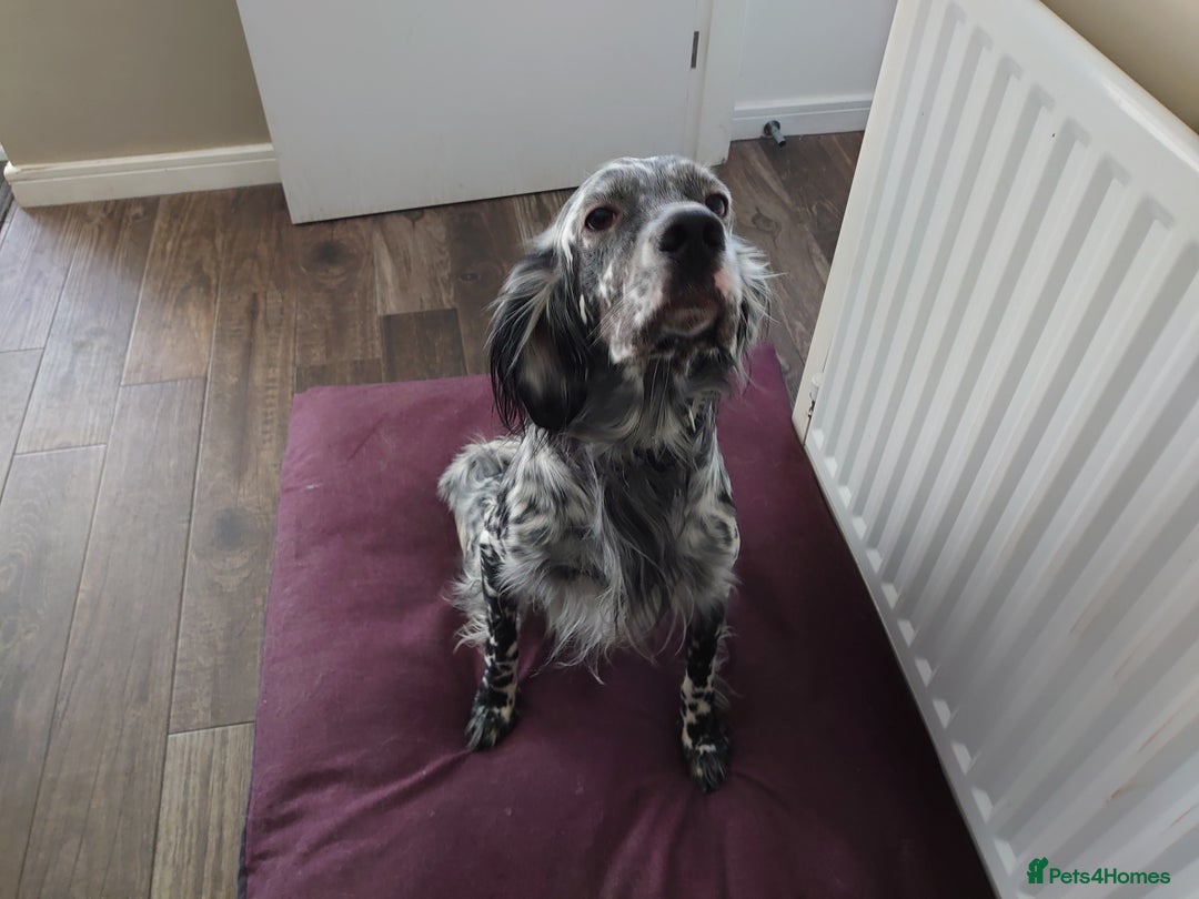 English Setter dogs for sale: Dexter - Image 3