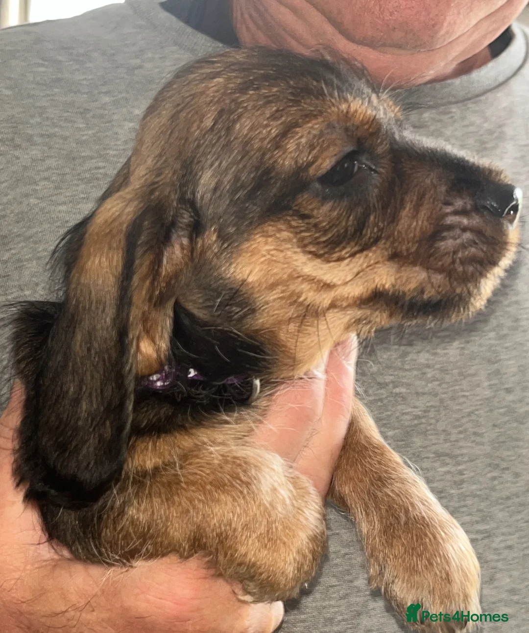 Miniature Dachshund dogs for sale: Beautiful Wirehaired Dachshund  - Advert 1