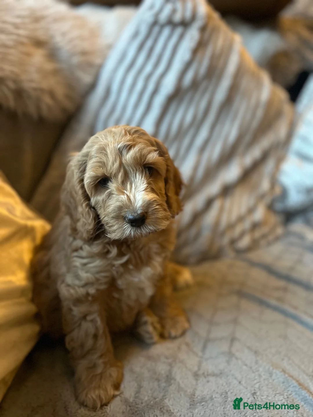 Cockapoo dogs for sale: Cockerpoo Girl  - Advert 4