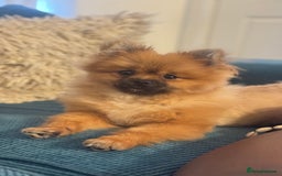 Pomeranian dogs for sale: Our boy Milo - Image 4