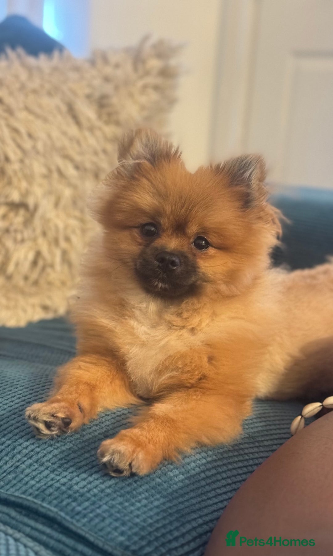Pomeranian dogs for sale: Our boy Milo - Image 4