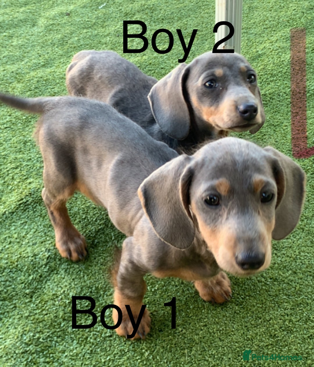 Miniature Dachshund dogs for sale: 2 Isabella miniature dachshund READY TO LEVE NOW  - Image 3