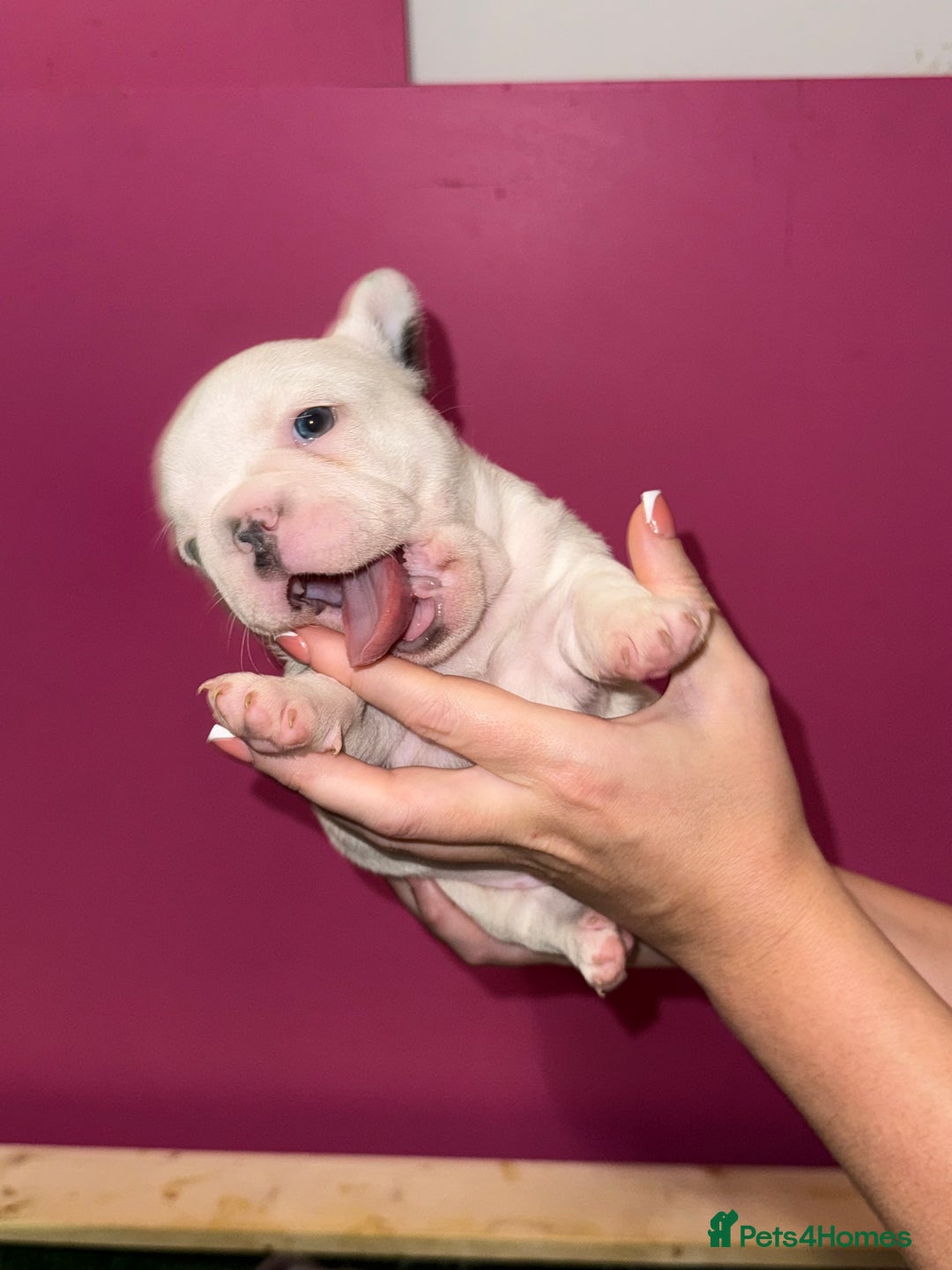 French Bulldog dogs for sale: 5 female French Bulldog –9 weeks old💙 🐾 - Advert 36