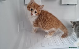 Mixed Breed cats for sale:  Kittens for Sale  - Advert 7