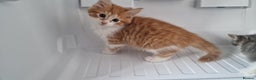 Mixed Breed cats for sale:  Kittens for Sale  - Advert 7