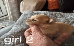 Chihuahua dogs for sale: Chihuahua long coat puppies 2 girls and 1 boy - Image 11