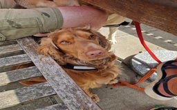 Cocker Spaniel dogs for stud: Gorgeous Cocker Spaniel  in Waterlooville - Image 7