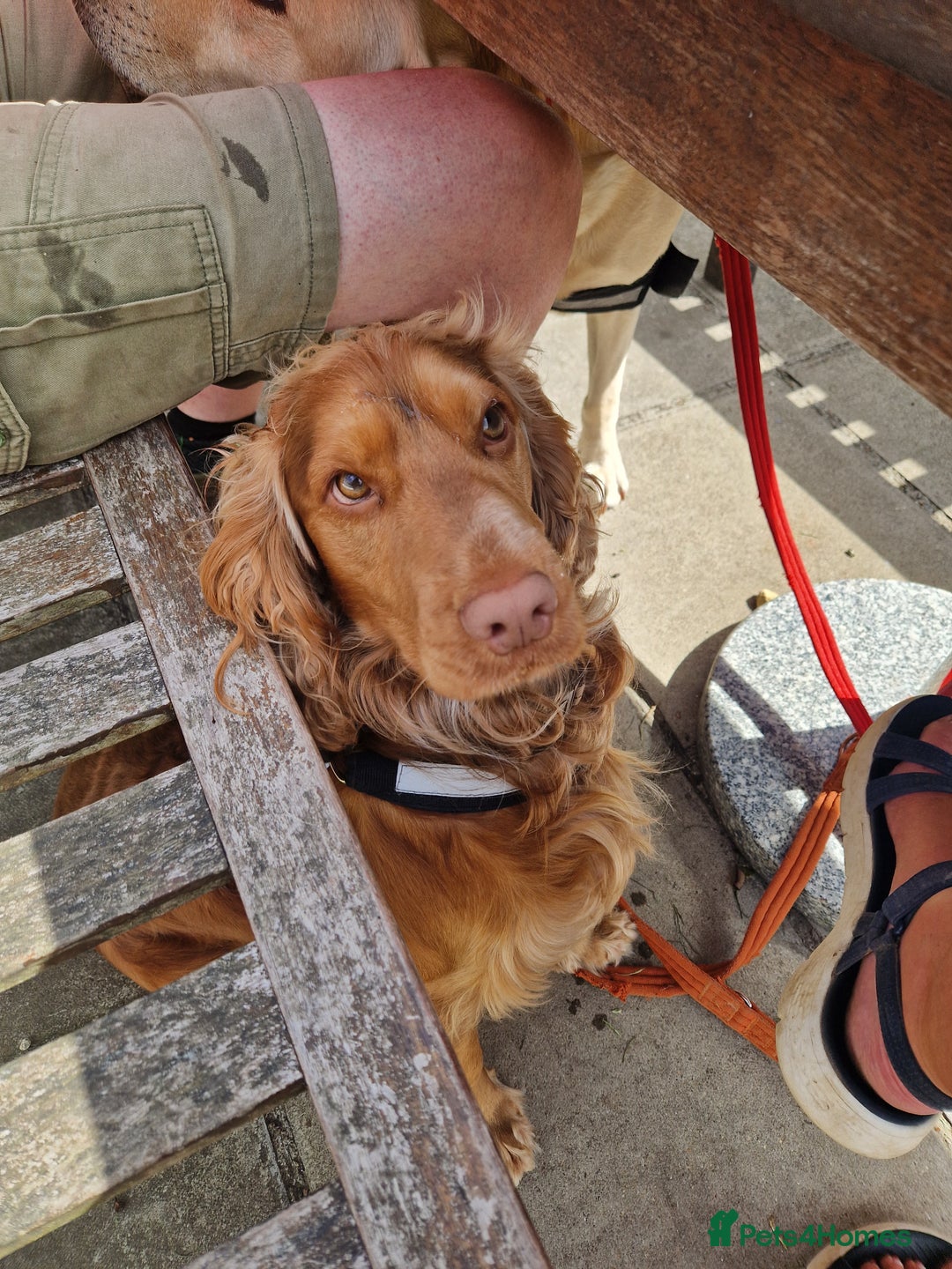Cocker Spaniel dogs for stud: Gorgeous Cocker Spaniel  in Waterlooville - Image 7