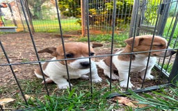 Jack Russell dogs for sale: Jack Russell Pups  - Image 2