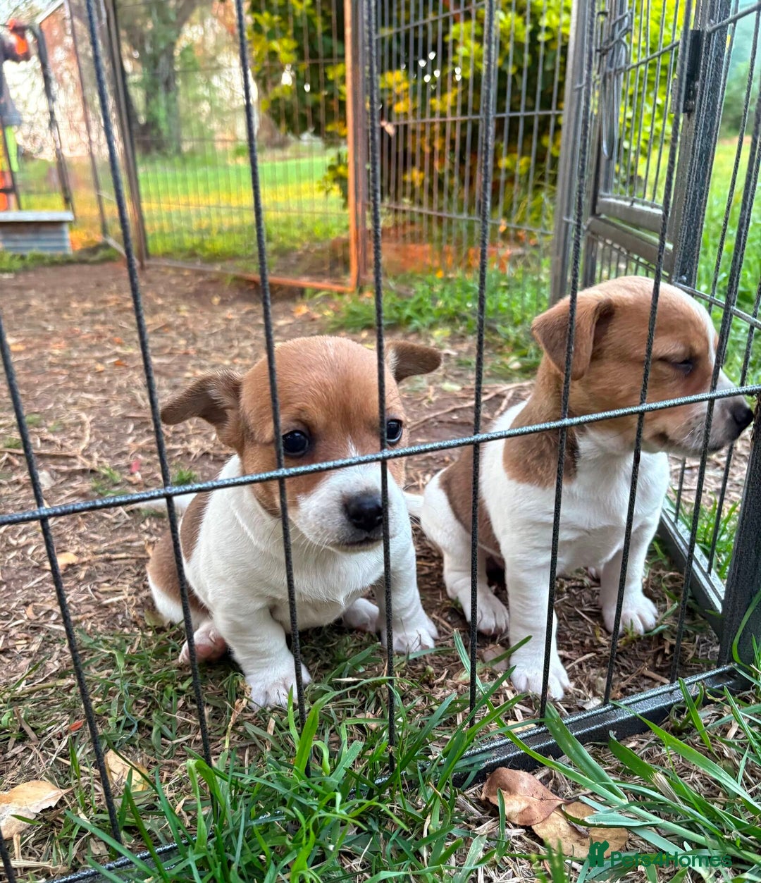 Jack Russell dogs for sale: Jack Russell Pups  - Image 2