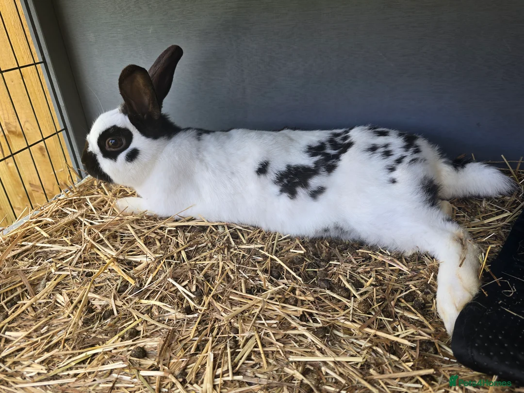 Mixed Breed rabbits for sale: Female rabbit and a male rabbit  - Advert 2