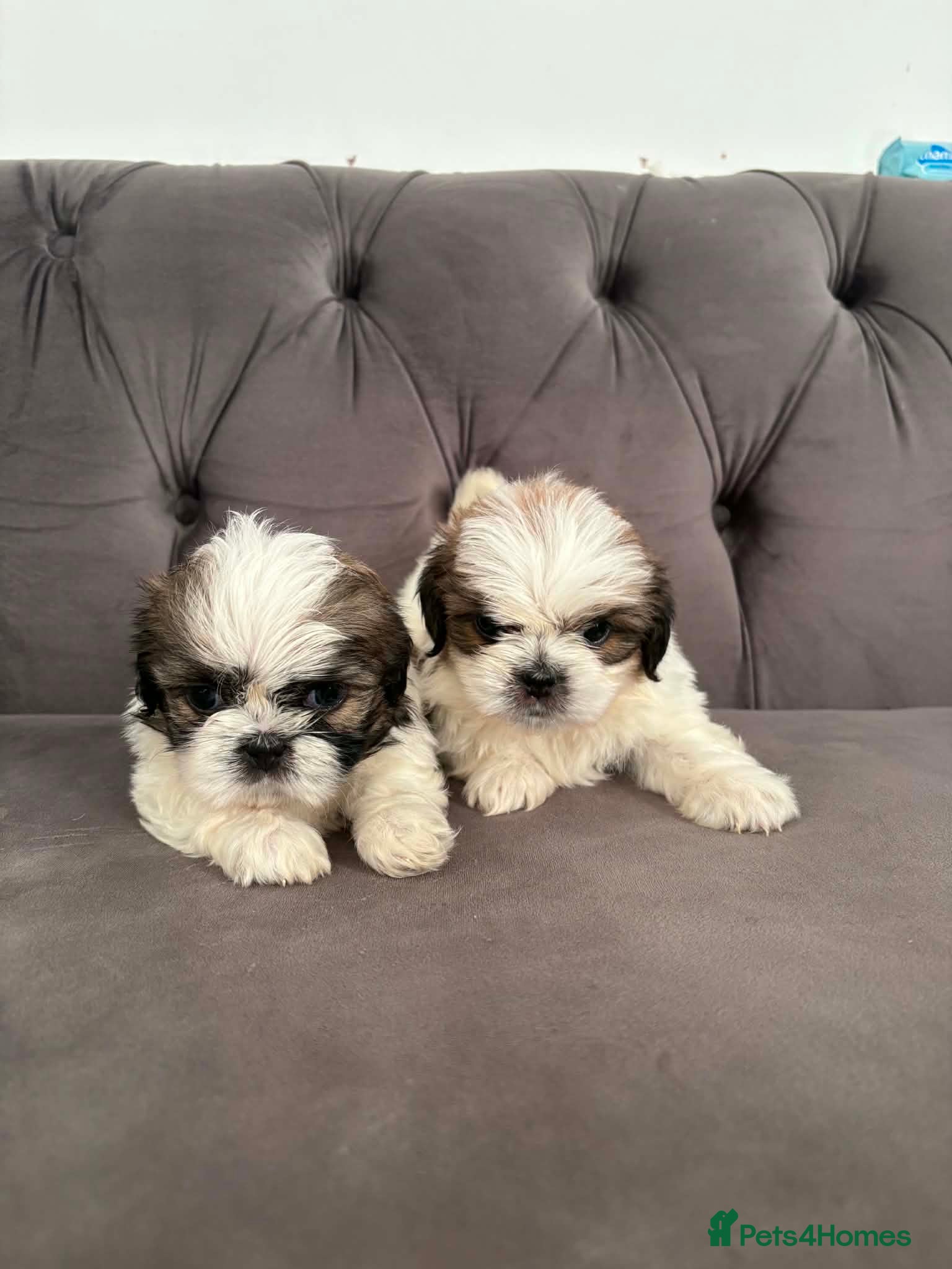 Shih Tzu dogs Standard Shih Tzu puppies  - Advert 16