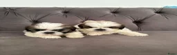 Shih Tzu dogs for sale: Standard Shih Tzu puppies  - Advert 1