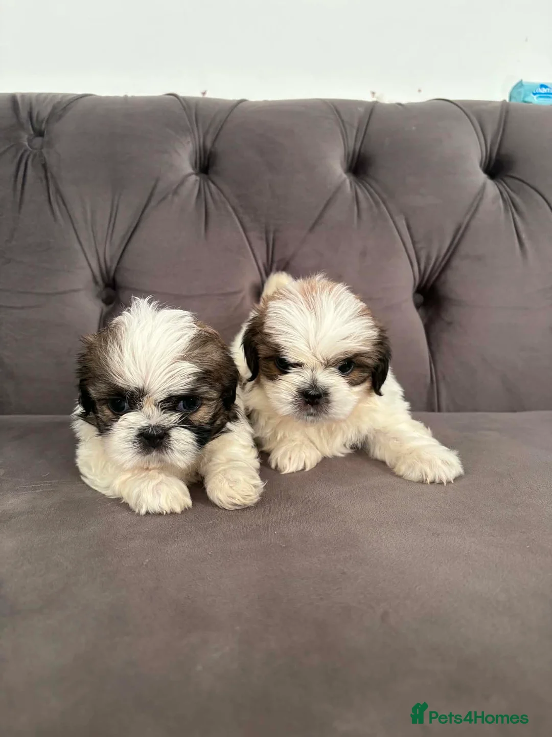 Shih Tzu dogs for sale: Standard Shih Tzu puppies  - Advert 1