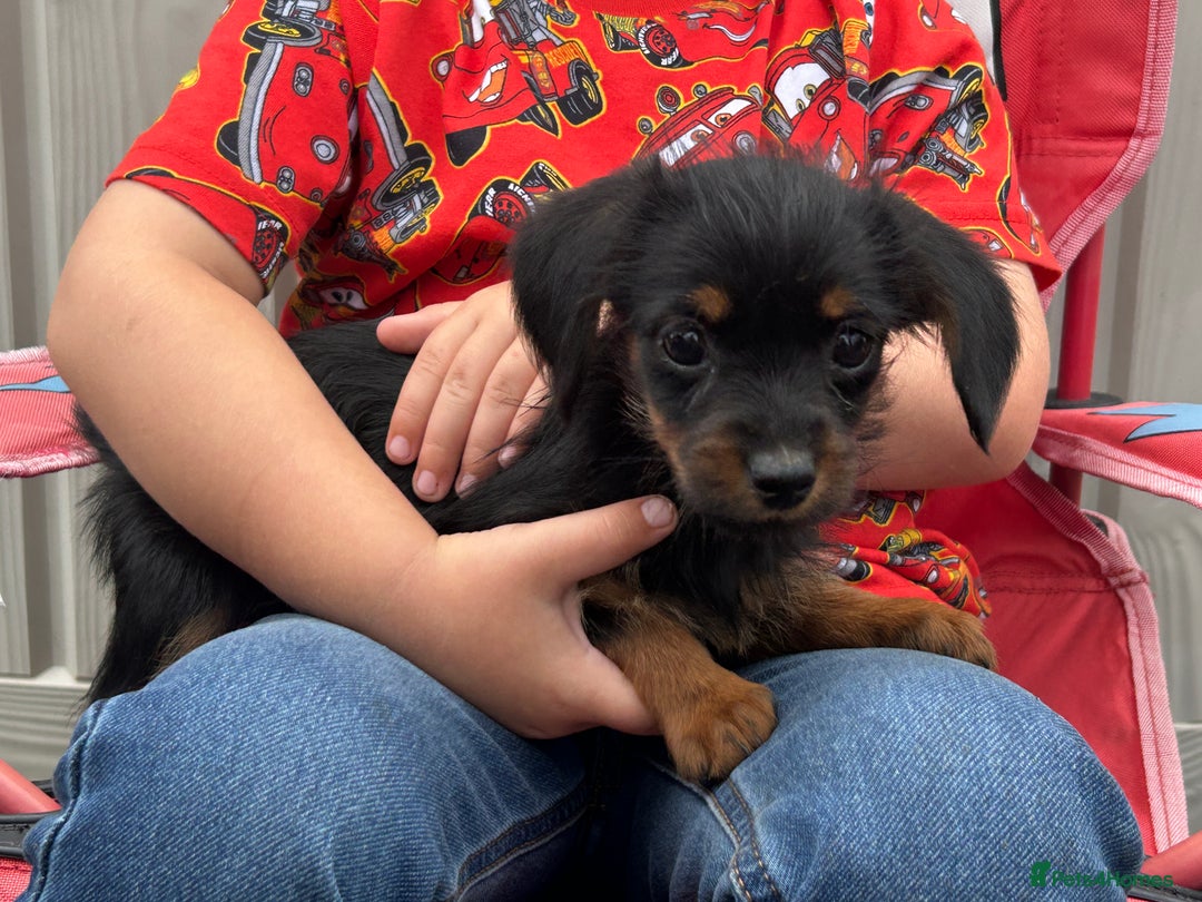 Mixed Breed dogs for sale: Dorkie puppies - Image 13