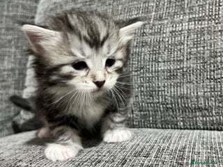 Siberian cats 🩶🩵Traditional Siberian Babies🩵🩶 - Advert 6