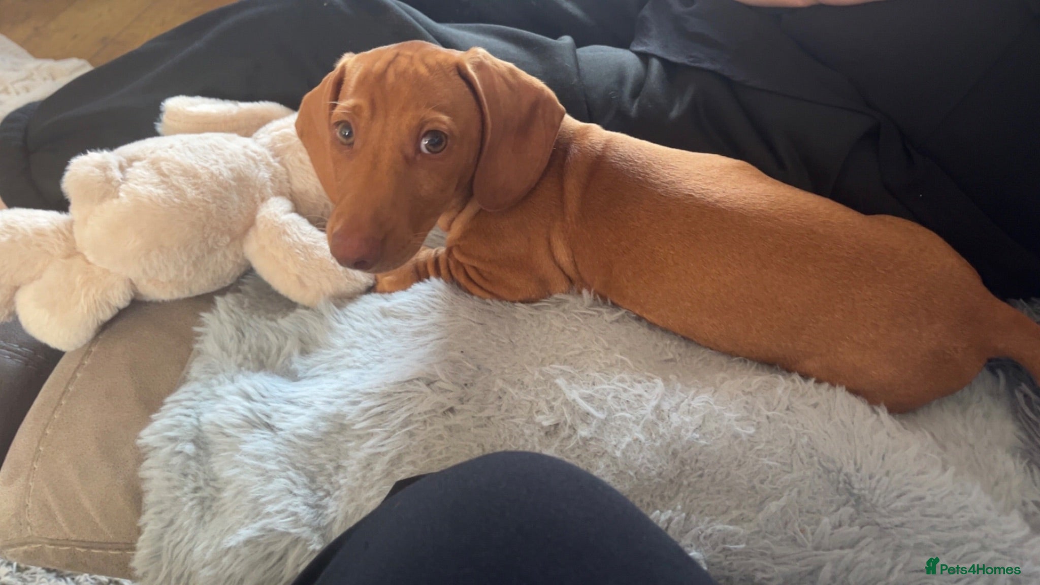 Miniature Dachshund dogs Mini dachshund  - Advert 1