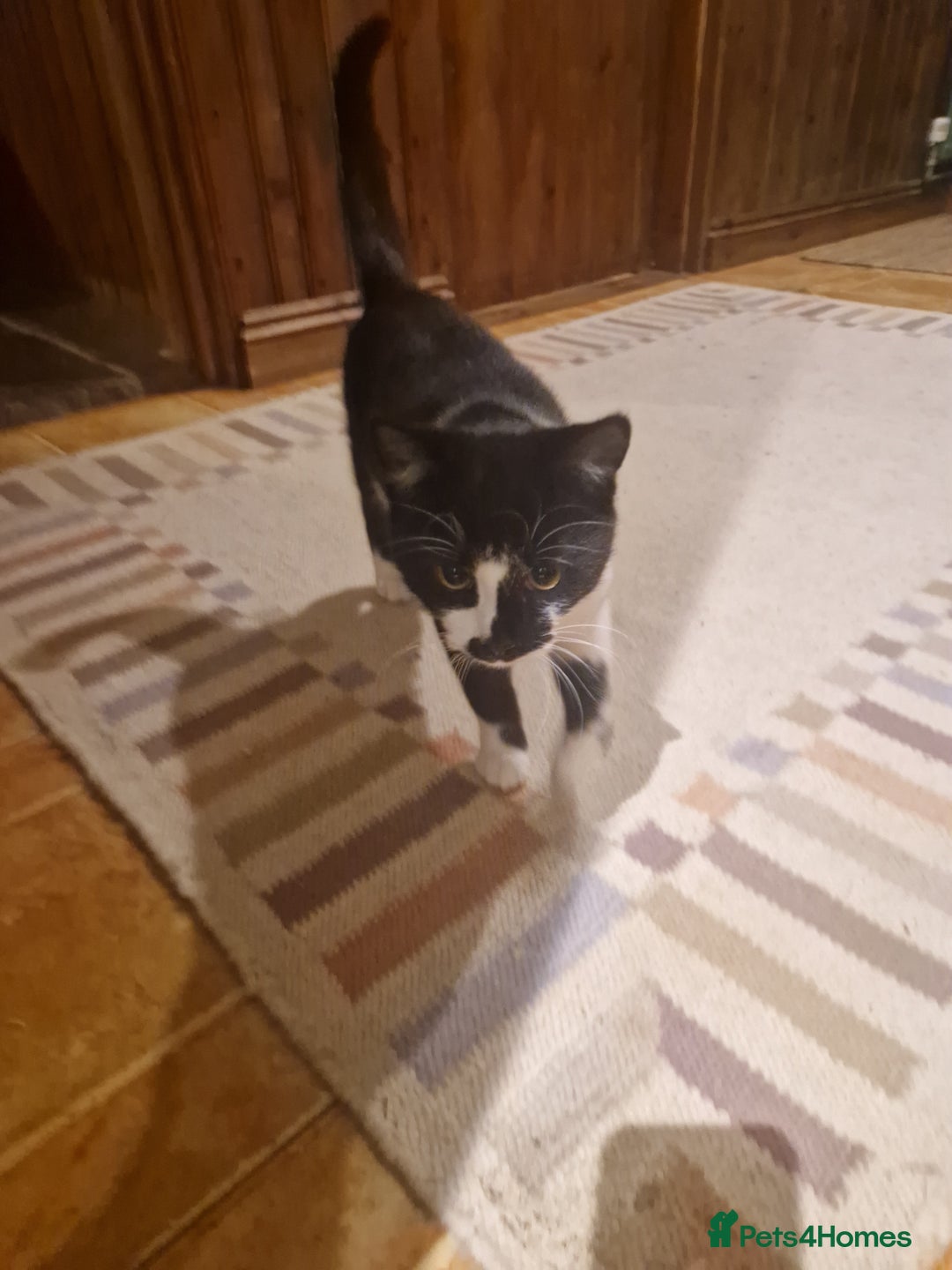 Mixed Breed cats for sale: kitten needs a new home - Advert 3