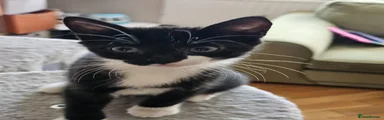 Rosie 