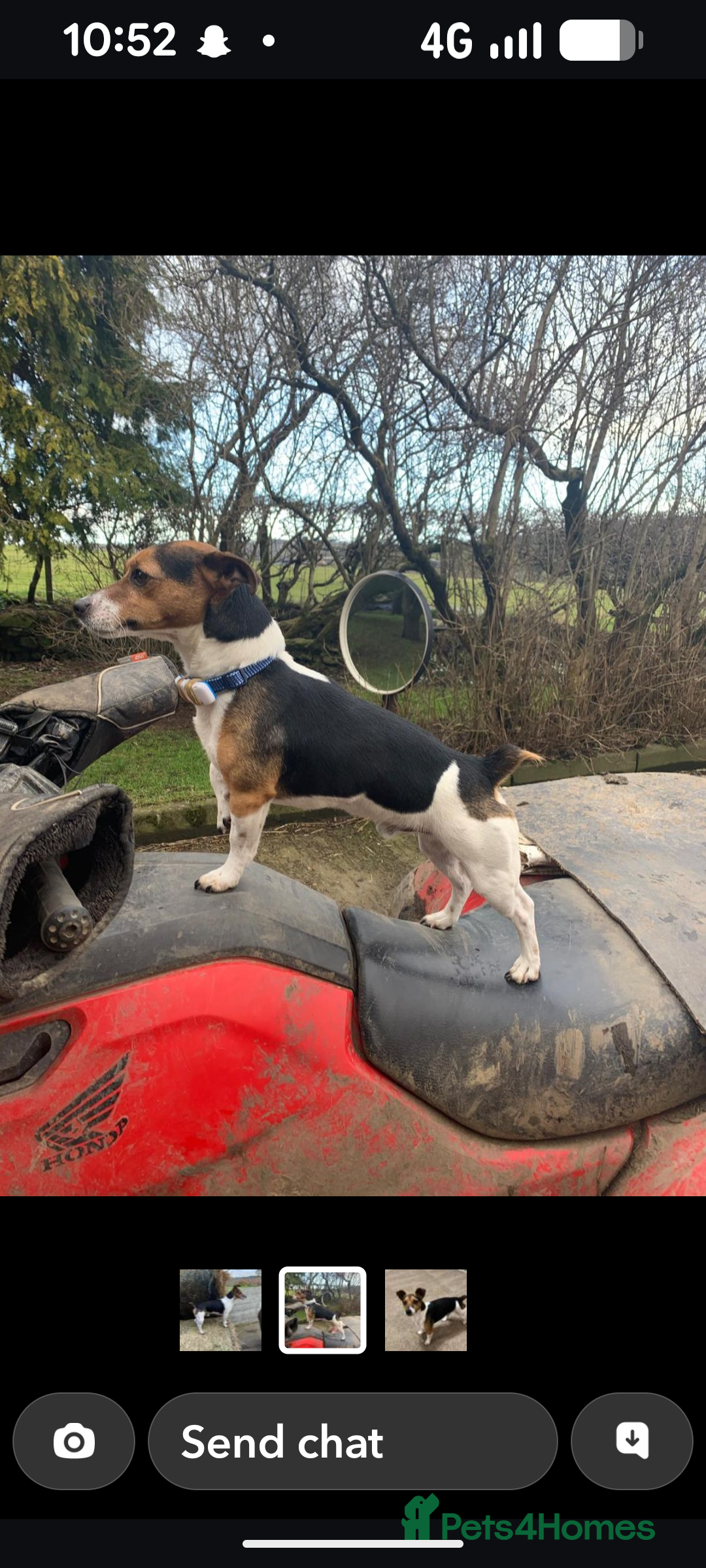 Jack Russell dogs for sale: Jack Russell puppies - Advert 7