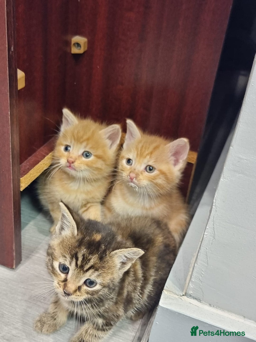 Domestic Shorthair cats for sale:  Extraordinary kitten  - Advert 3