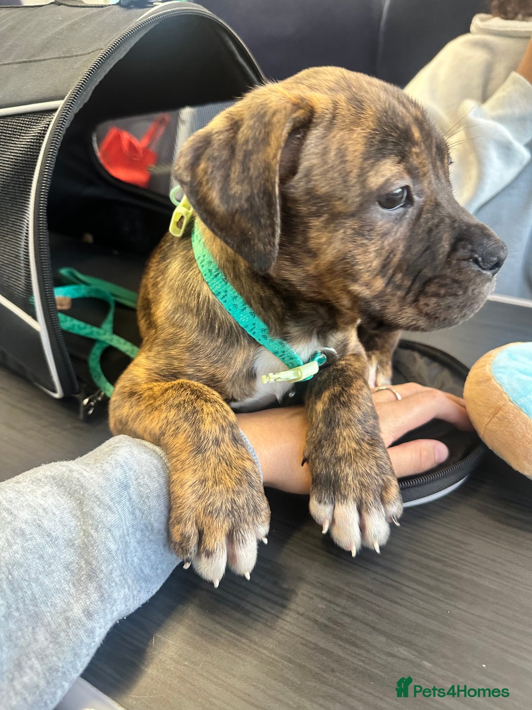 Mixed Breed dogs for sale:  American Bulldog x French Mastiff puppy for sale  - Image 6