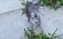 Maine Coon cats for sale: 3 Adorable Female Maine coon Kittens - Image 5