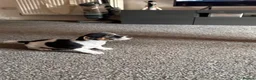 Jack Russell dogs for sale: Miniature Jack Russell  - Advert 9