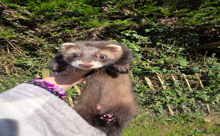 Ferret rodents - Advert 3