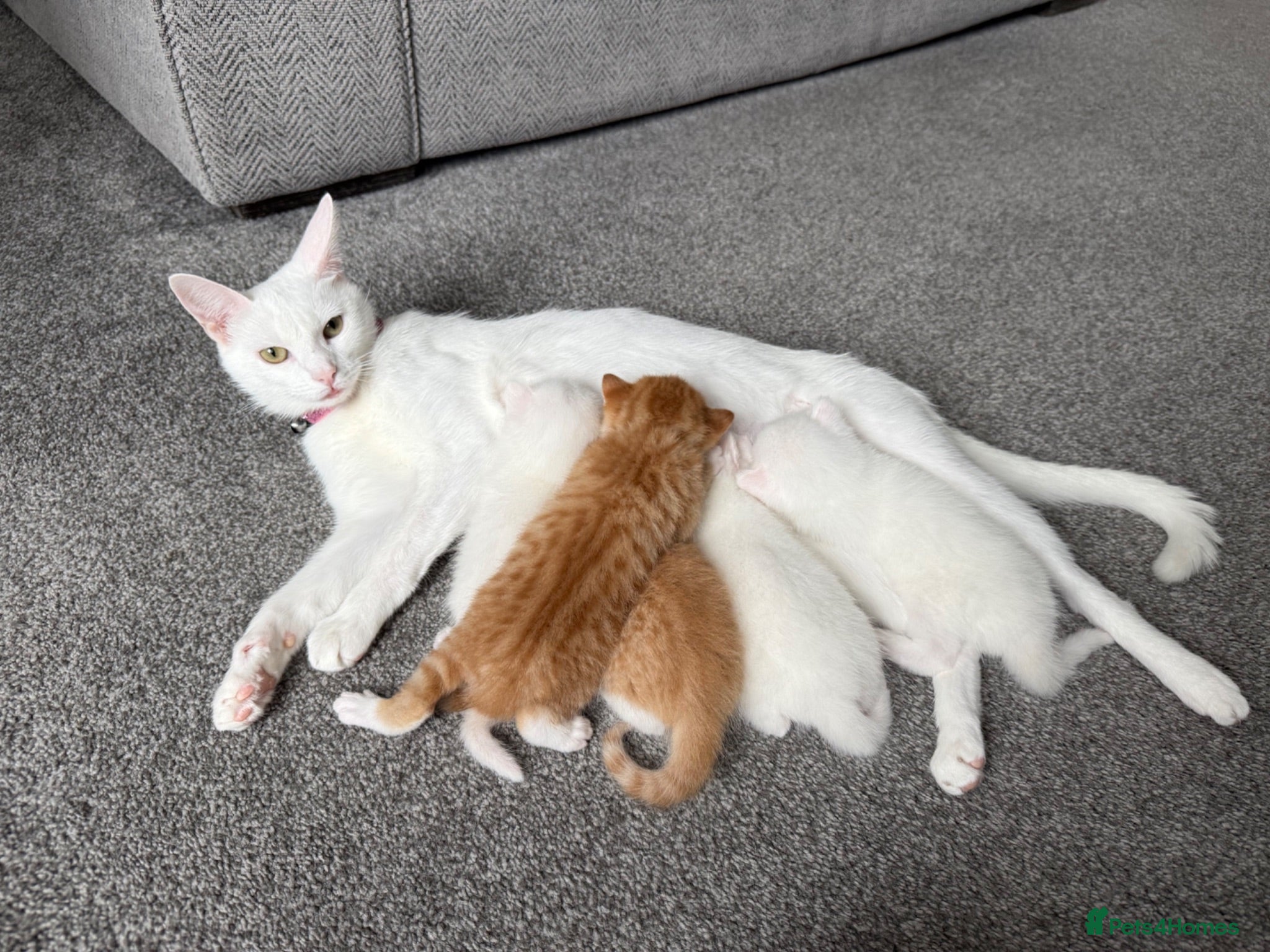 Mixed Breed cats ** 2 ginger girls and 2 pure white girls left ++ - Advert 19