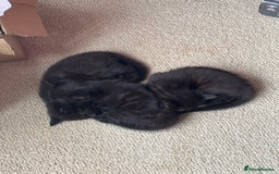 Bombay cats for sale: Black kittens for sale  - Image 6