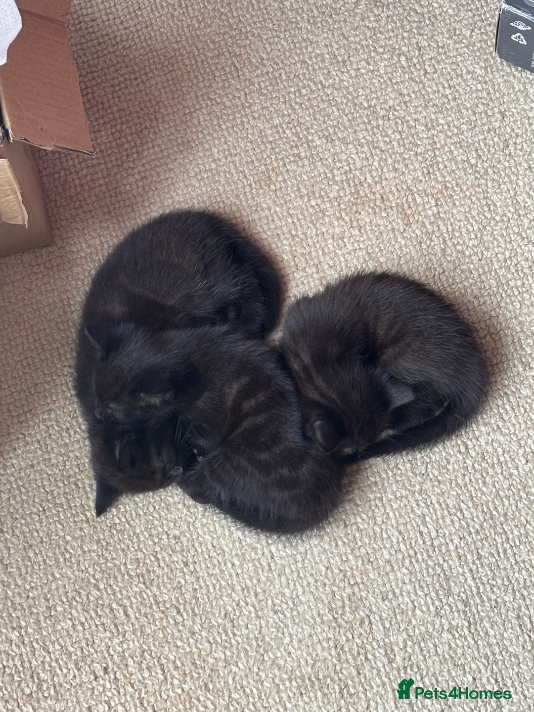 Bombay cats for sale: Black kittens for sale  - Image 6
