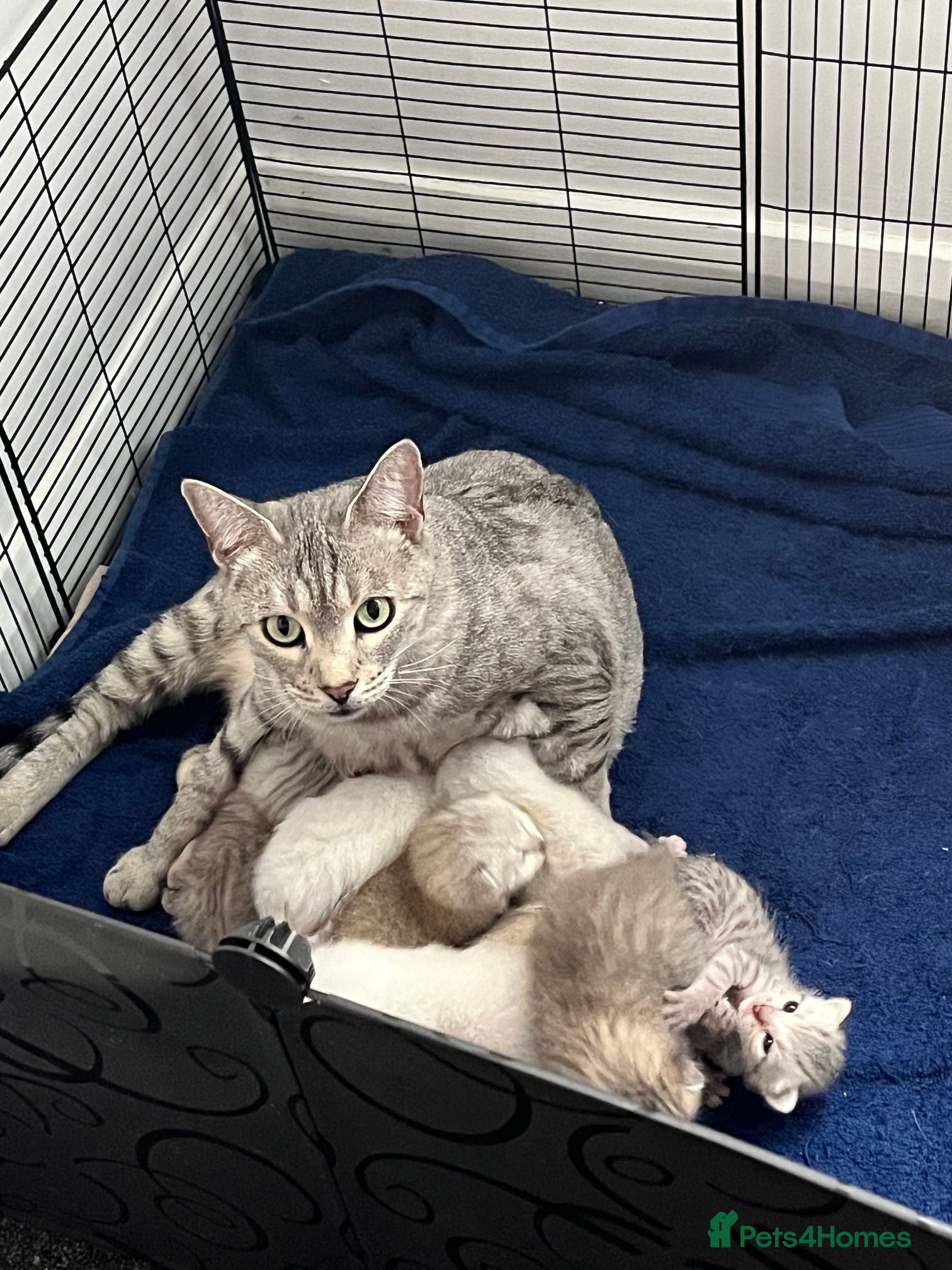 British Shorthair cats for sale: Beautiful BSH kittens  - Advert 1