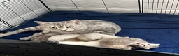 British Shorthair cats for sale: Beautiful BSH kittens  - Advert 1