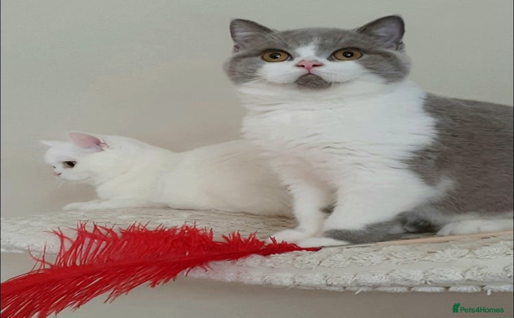 British Shorthair cats - Advert 3