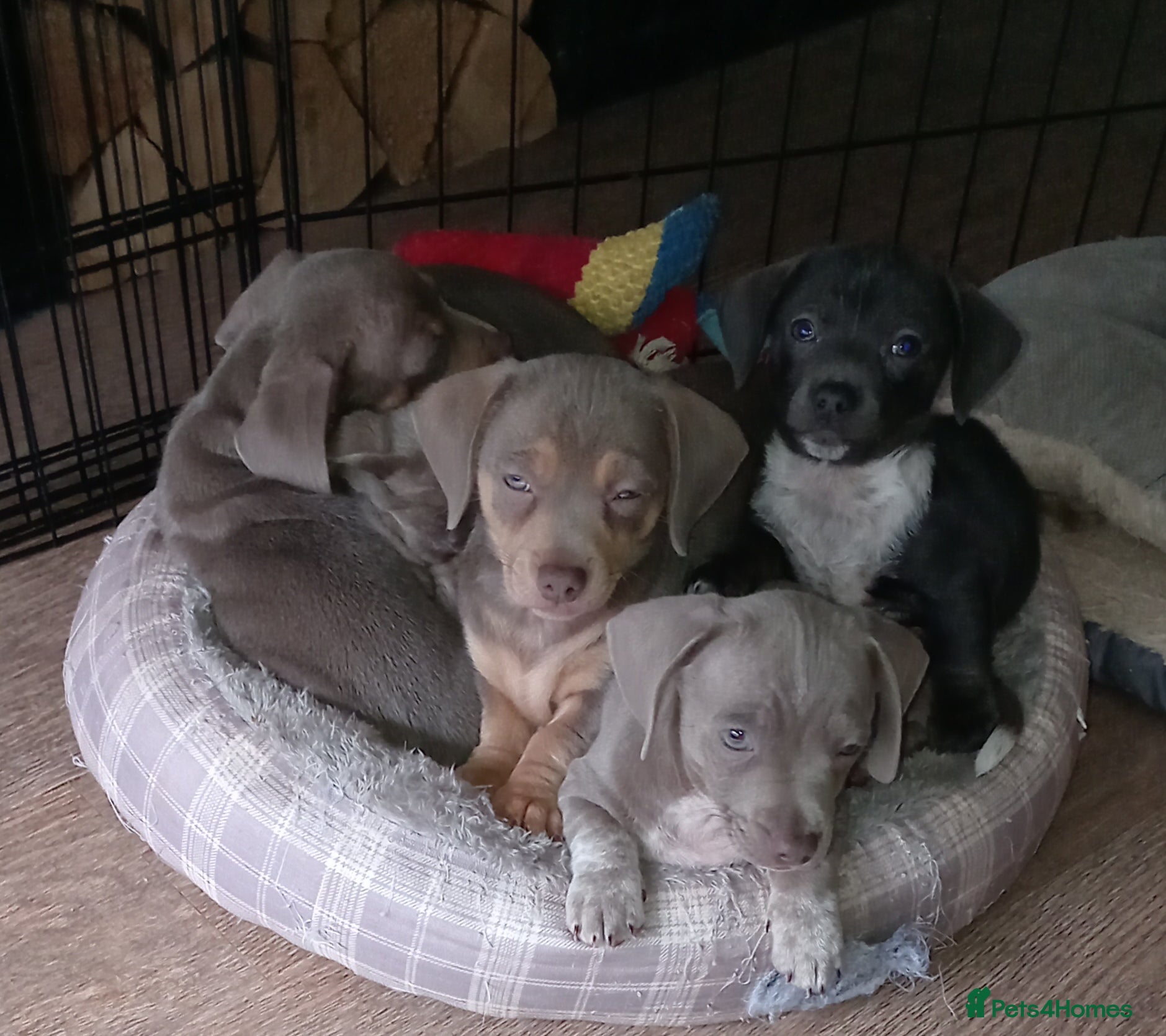 Chiweenie dogs Beautiful Chiweenies - Advert 1