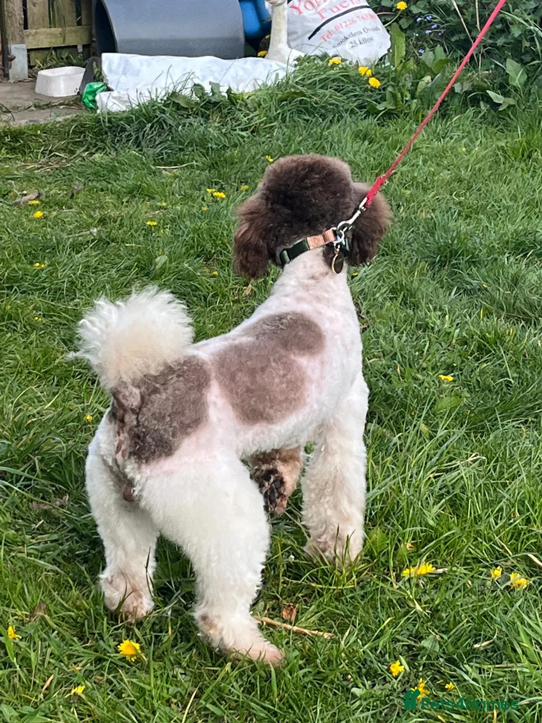 Miniature Poodle dogs for stud: KC Reg Miniature Parti Poodle - Advert 7