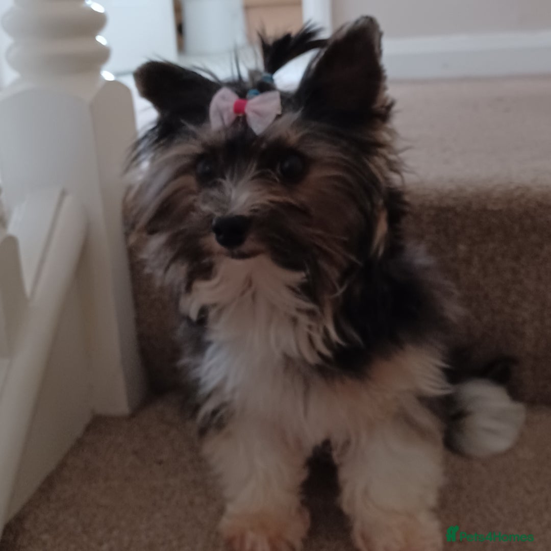 Yorkshire Terrier dogs for stud: Purebred BiewerTerrier/ColourfulYorkie Proven Stud in Merthyr Tydfil - Advert 3
